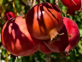 新鲜红石榴图片