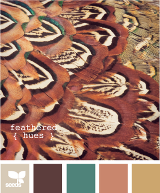 家禽鸟类配色色卡色彩搭配