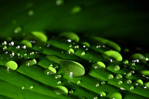 绿叶水珠图片