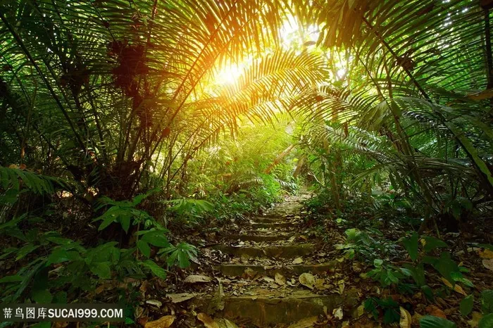 热带雨林景色高清图片