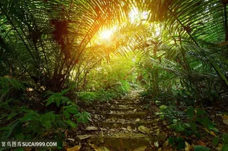 热带雨林景色高清图片