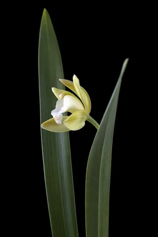 超高清兰花鲜花摄影