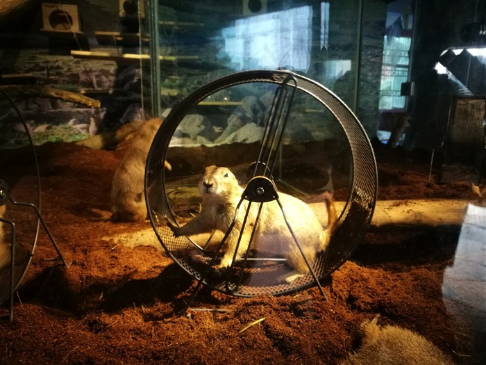 转轮中的土拔鼠