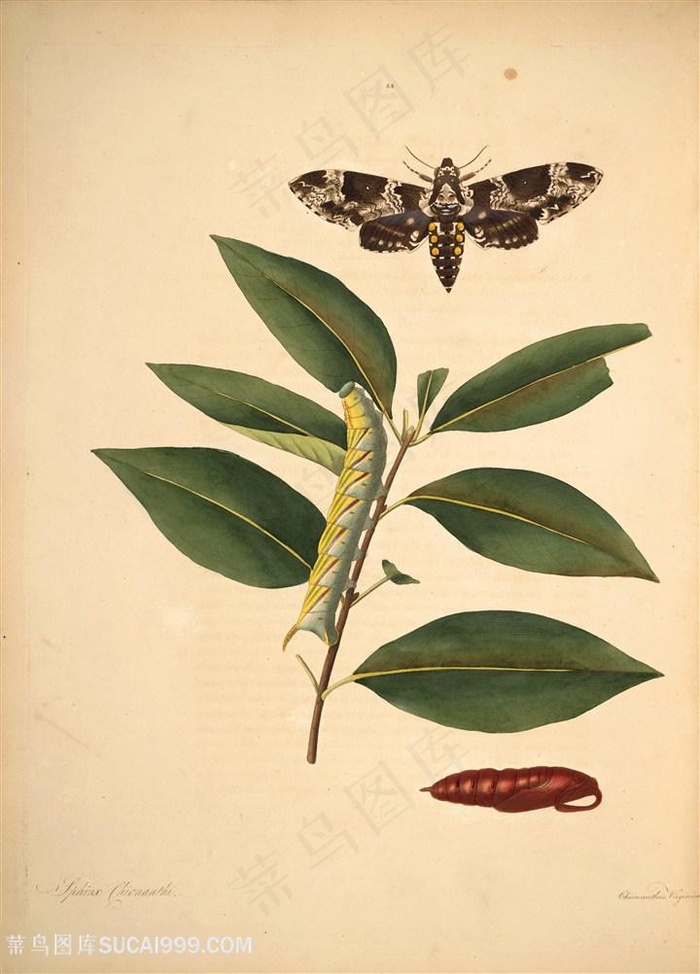 蝴蝶植物昆虫树枝唯美图谱
