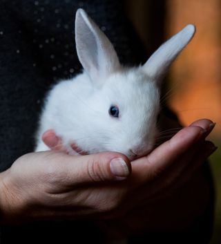 白色可爱兔子摄影素材