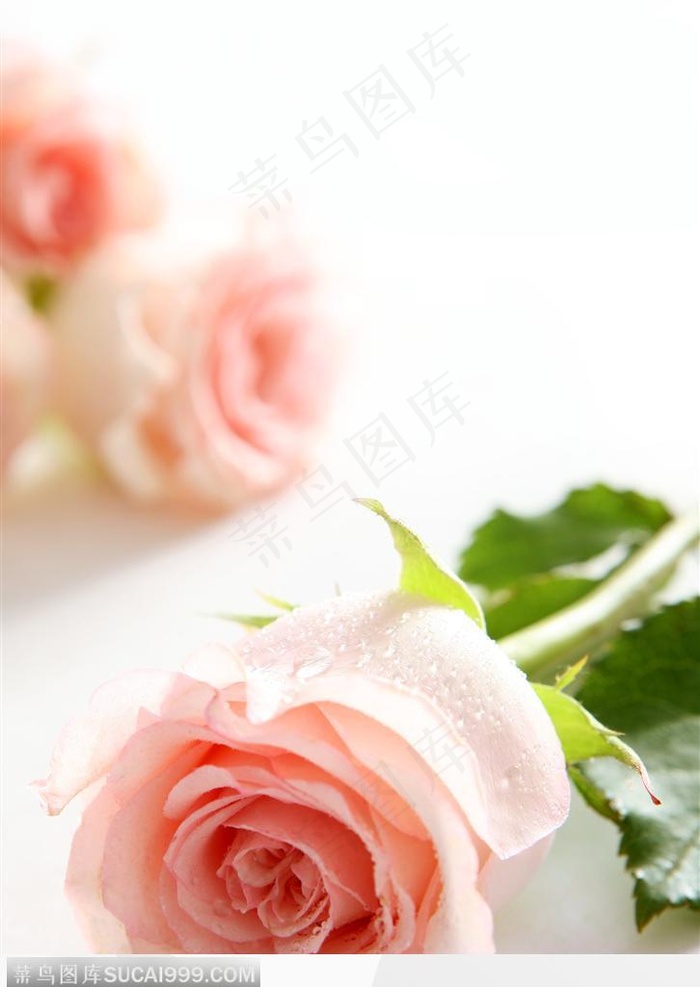 花卉特写-倒放的粉色玫瑰