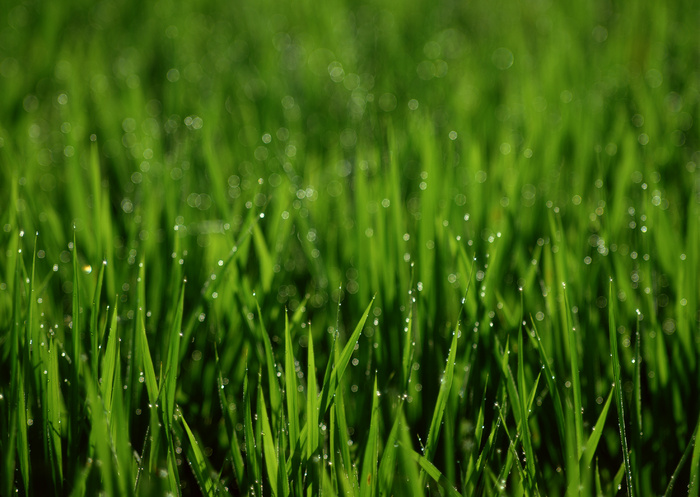 农作物图片下载