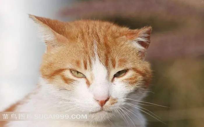 眯着眼睛的黄猫