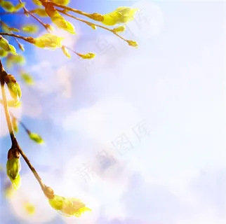 唯美天空下的树枝和嫩芽高清图片