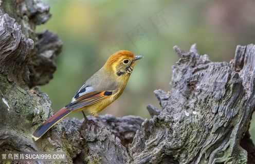 枯树上斑喉希鹛鸟类图片