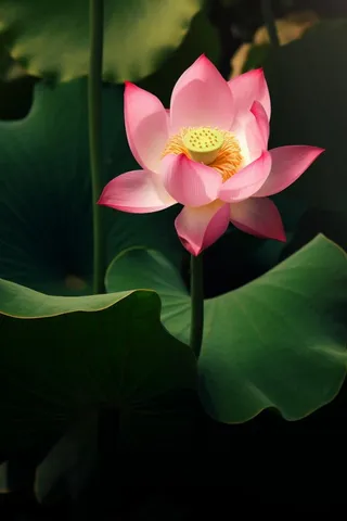 莲花光影暗黑摄影图