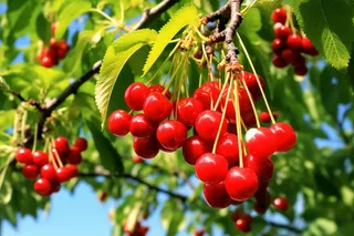 阳光下的樱桃果树摄影图