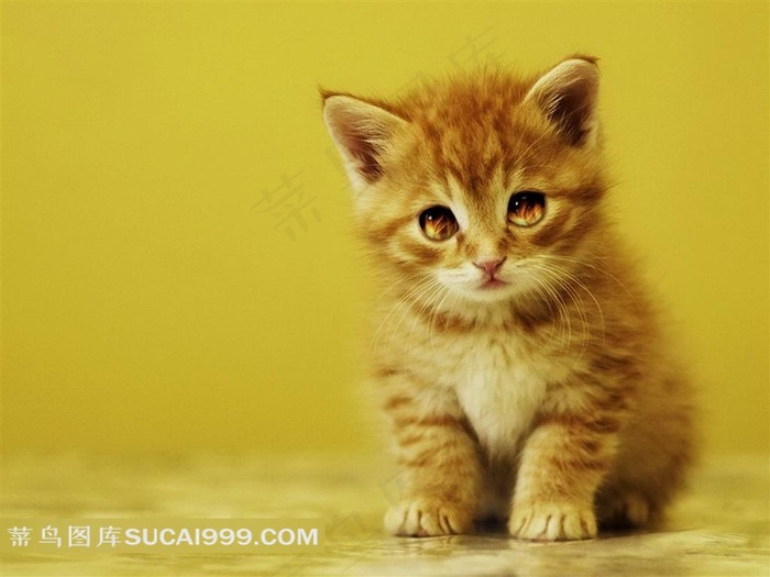 小黄猫