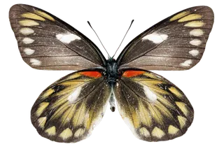 蝴蝶 彩蝶 花蝴蝶 动物 昆虫 免抠