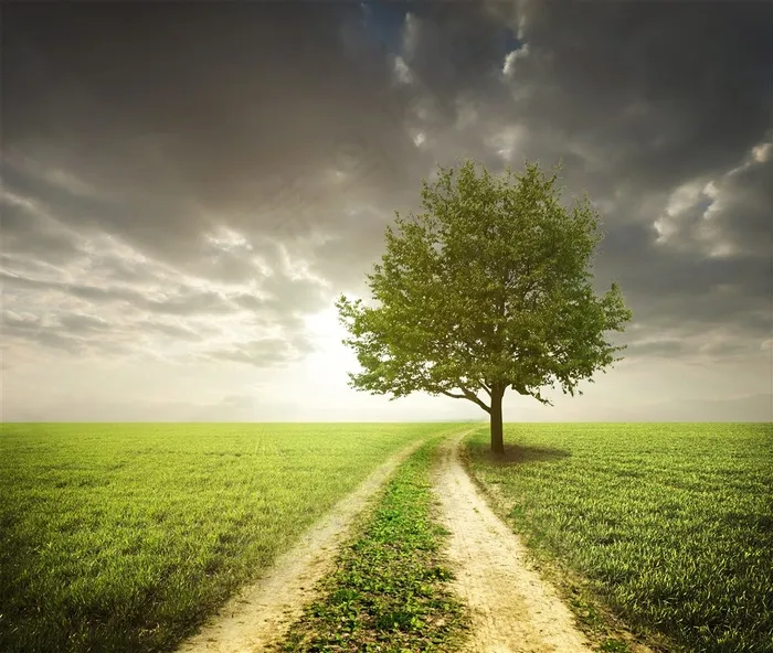 唯美的大树景色高清图片素材