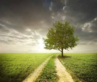 唯美的大树景色高清图片素材