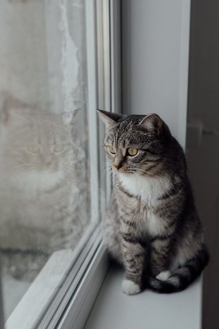 可爱猫咪猫猫摄影素材