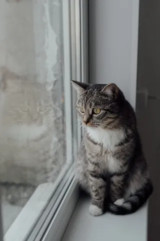 可爱猫咪猫猫摄影素材