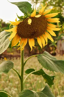 黄色向日葵摄影素材