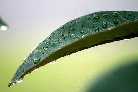 雨后叶子特写图片 雨后叶子特写图片