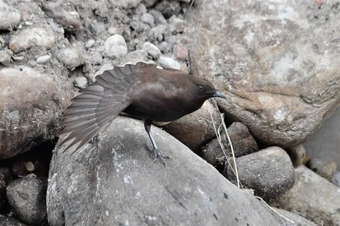 鸟类大全褐河乌摄影素材图片