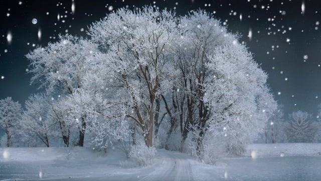 冬天, 雪, 树木, 景观, 寒冷的, 降雪, 冬季景观