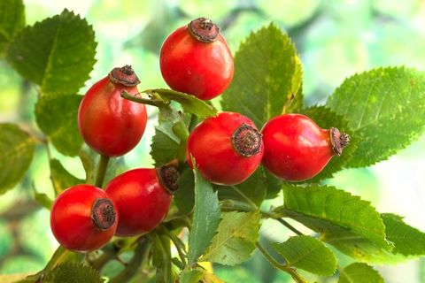 红色玫瑰浆果图片