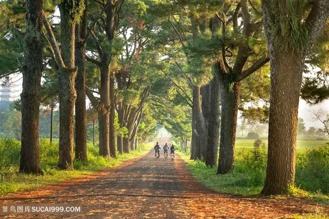 国外大树乡村街道树林图片