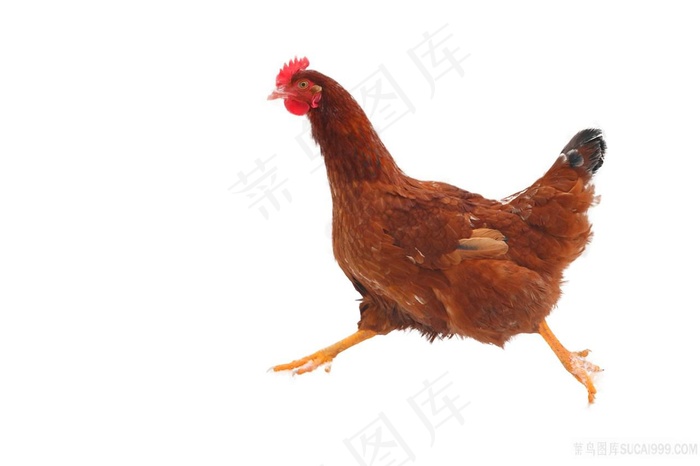 奔跑中的大母鸡