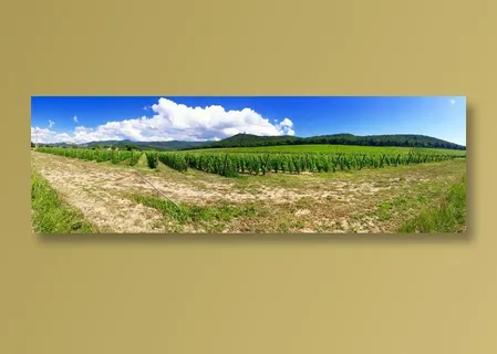 天空下的葡萄架高清摄影图片