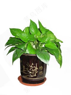 小绿萝图片 小绿萝图片