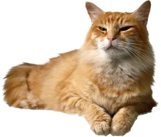 睡觉的猫 PNG免抠