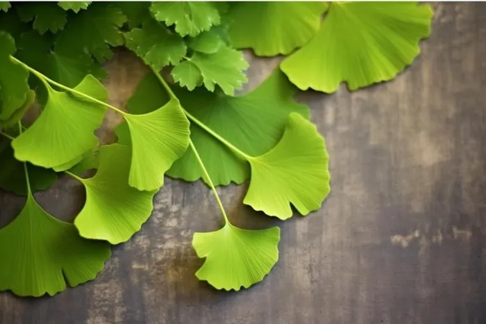 绿色银杏叶背景(1344x896)