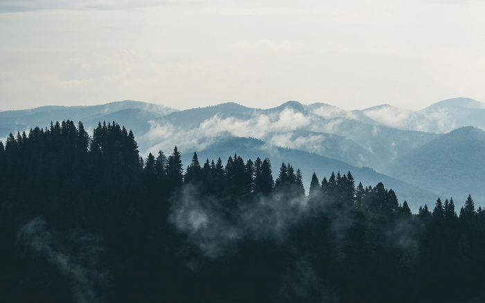 高清森林树林风景