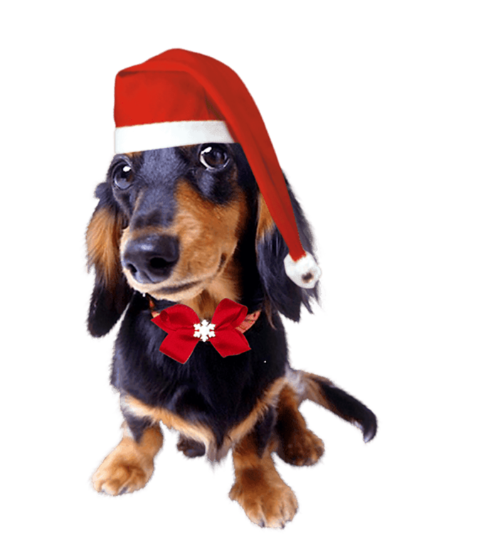动物小狗小犬
