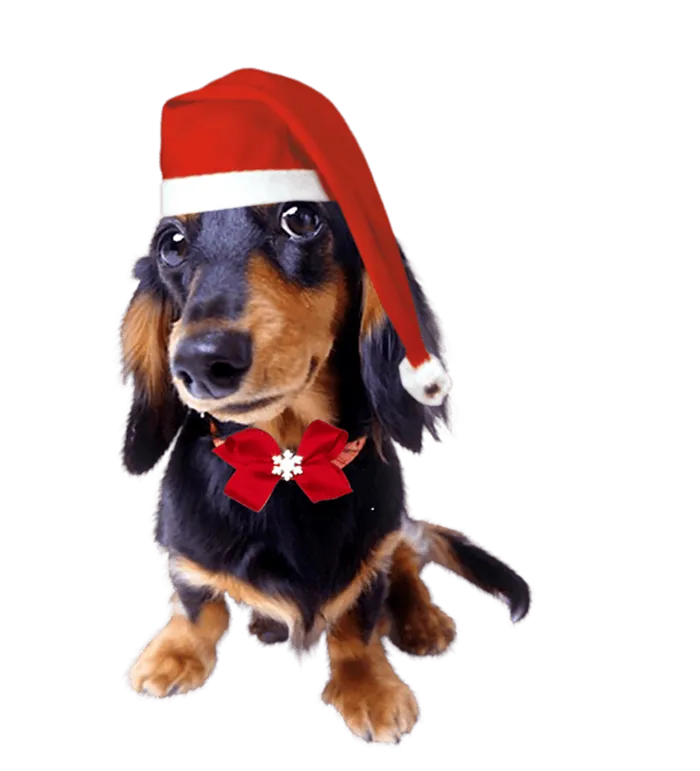 动物小狗小犬