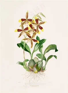 北欧兰花彩绘插画图片