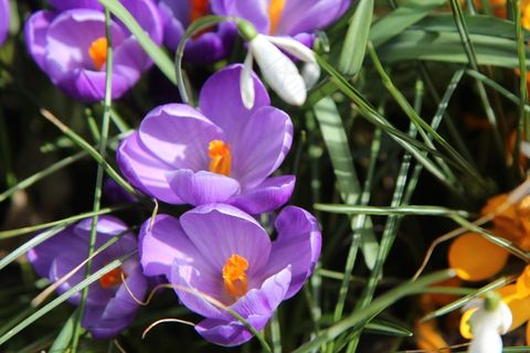 紫色番红花摄影图片