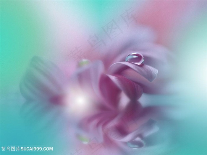 唯美梦幻水珠鲜花图片