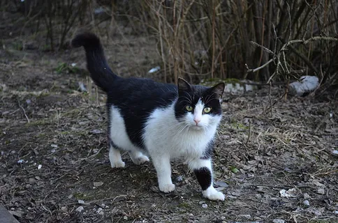 可爱猫咪 动物 素材 奶萌 (71) 可爱猫咪 动物 素材 奶萌 (71)
