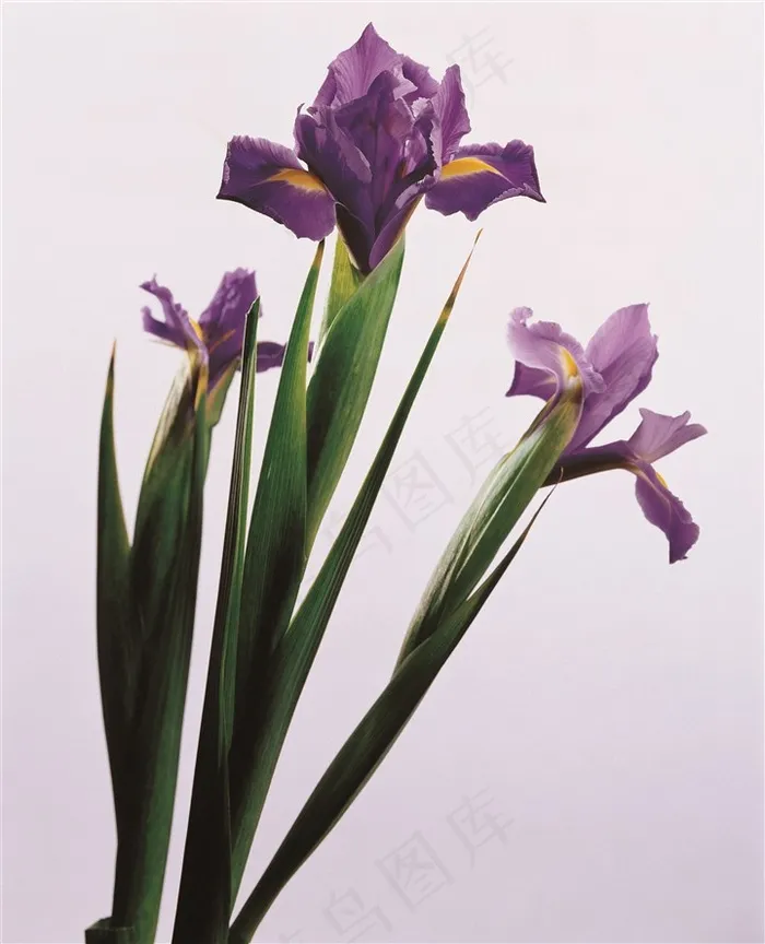 蓝色鲜花图片