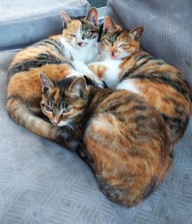 三只趴着的可爱猫咪