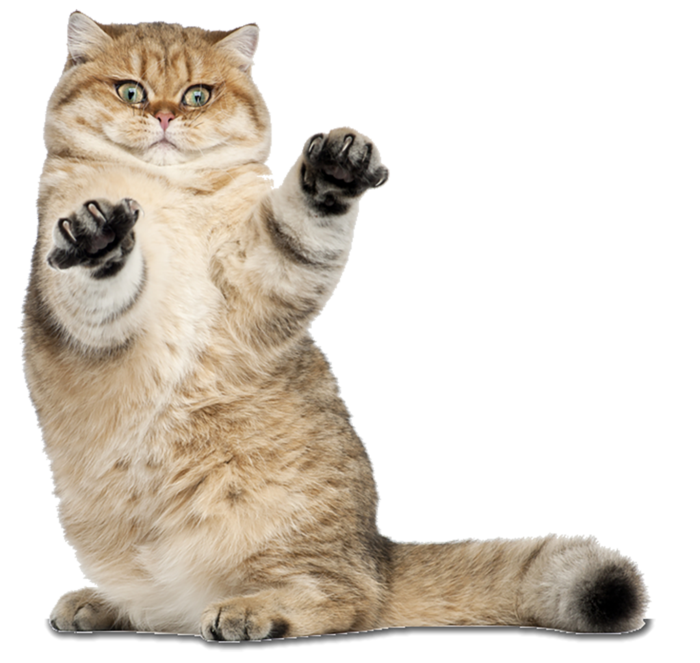 猫咪站立动物