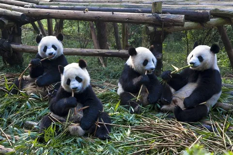 四头吃竹子的大熊猫图片