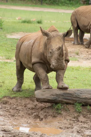 犀牛动物园动物设计素材森林野生