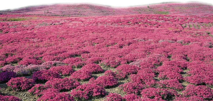 满上遍野的粉色杜鹃花