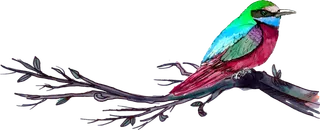 简约风手绘素描动画小鸟鸟儿免扣PNG图片素材 (67)