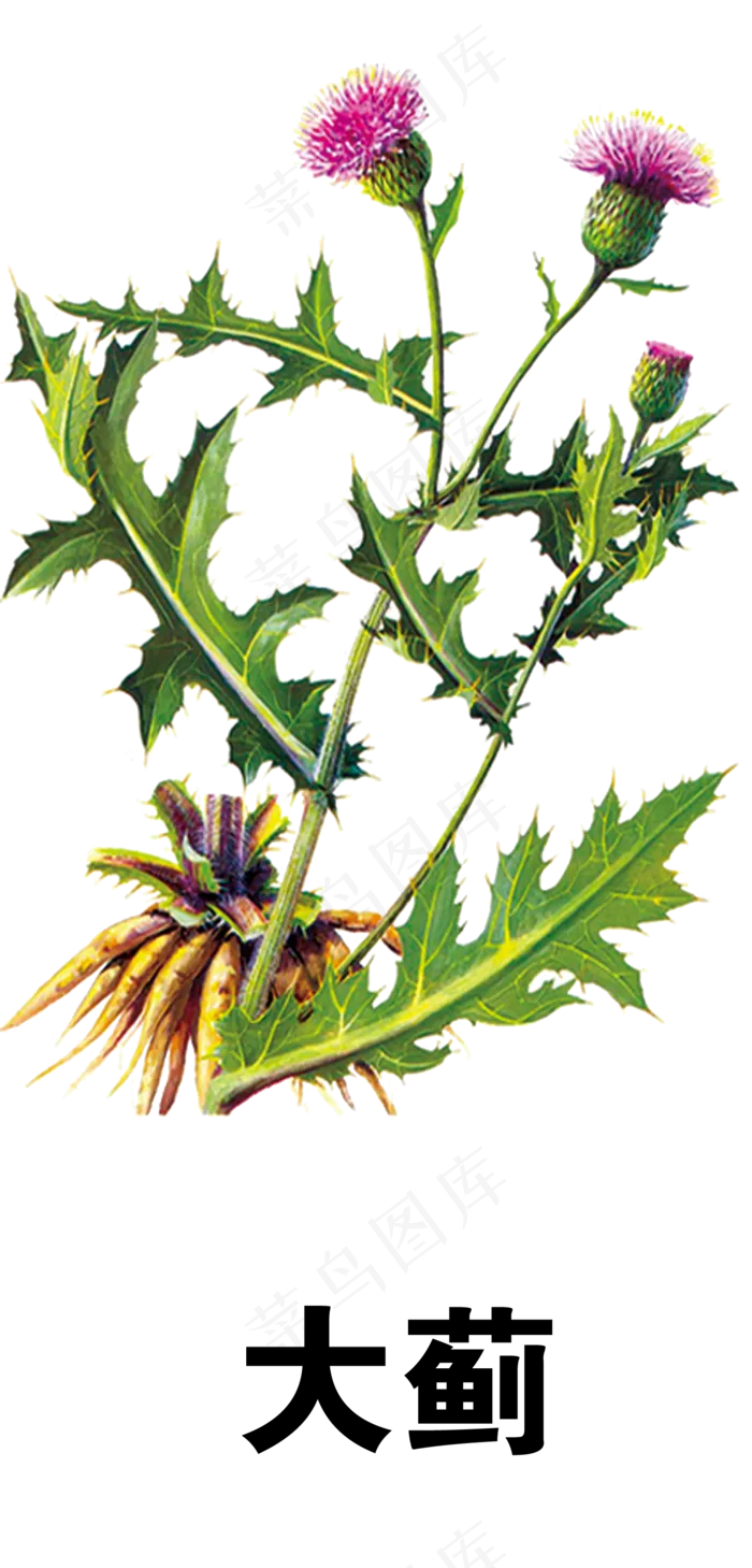 手绘草本中药药材大蓟