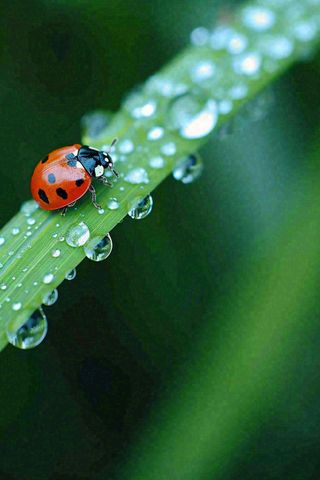 春夏雨天雨水七星瓢虫叶子，昆虫，小暑大暑白露雨水谷雨摄影图