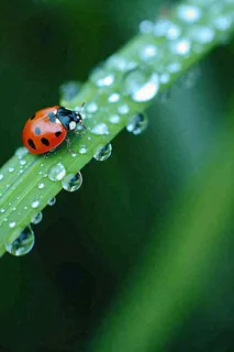 春夏雨天雨水七星瓢虫叶子,昆虫,小暑大暑白露雨水谷雨摄影图 春夏雨天雨水七星瓢虫叶子,昆虫,小暑大暑白露雨水谷雨摄影图